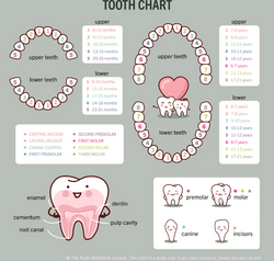The Nude Alchemist Teething Tamer